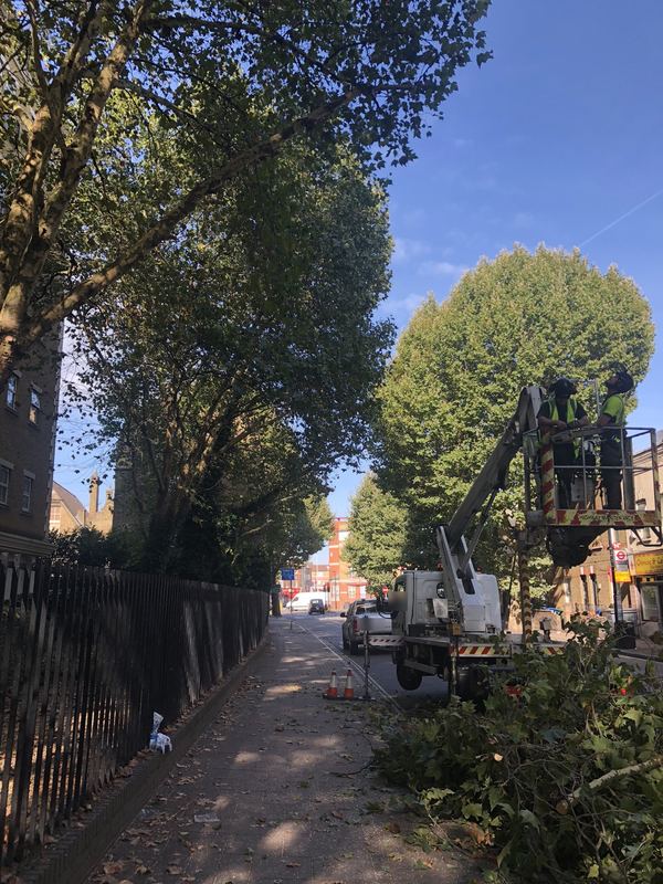 Two tree workers in hi-vis in an aerial platform basket beneath a tall tree, with cut branches on the pavement below