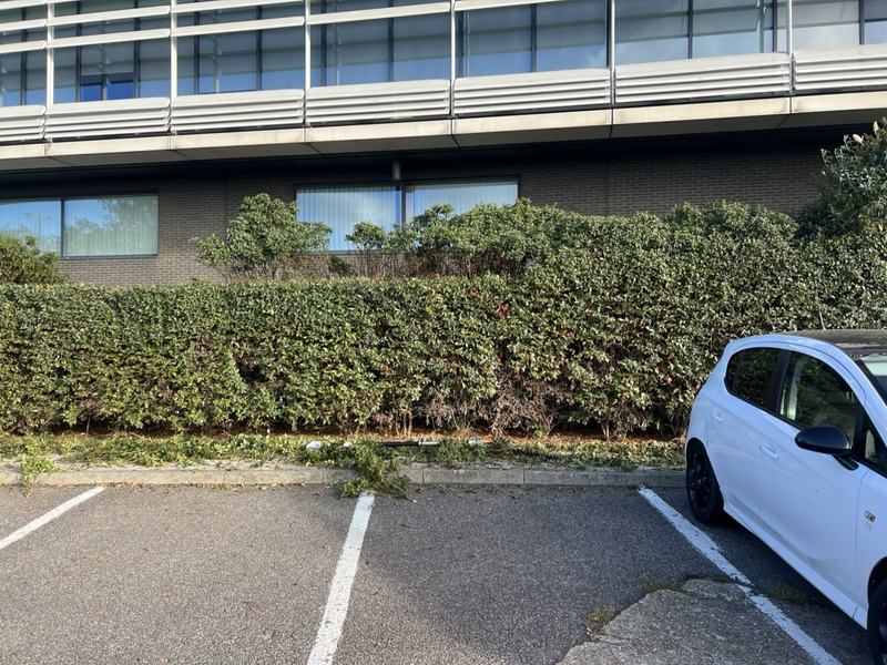 Close view of an overgrown hedge with straggly growth in front of an office building