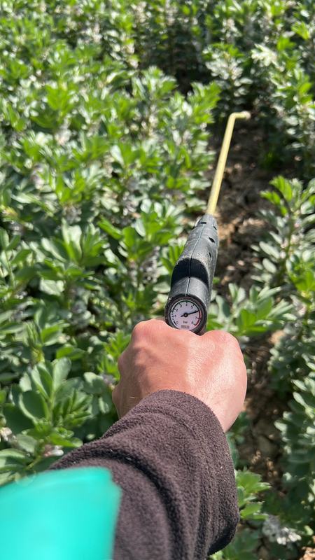 Hand-held spray lance used between rows of field bean plants