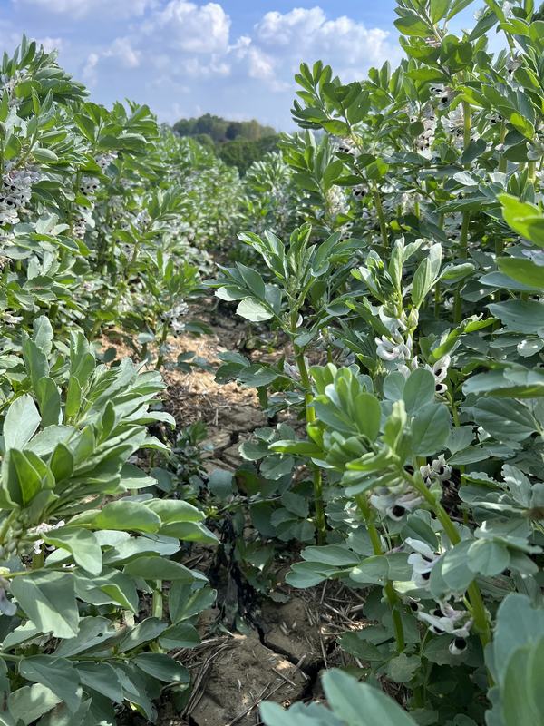 Clean, weed-free rows of flowering field beans